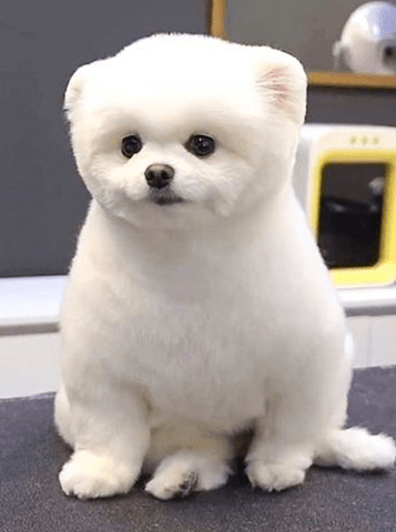 Luna the Poodle after