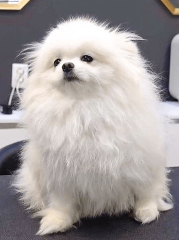 Luna the Poodlebefore